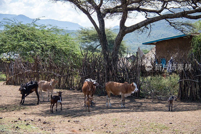 埃塞俄比亚:牲畜