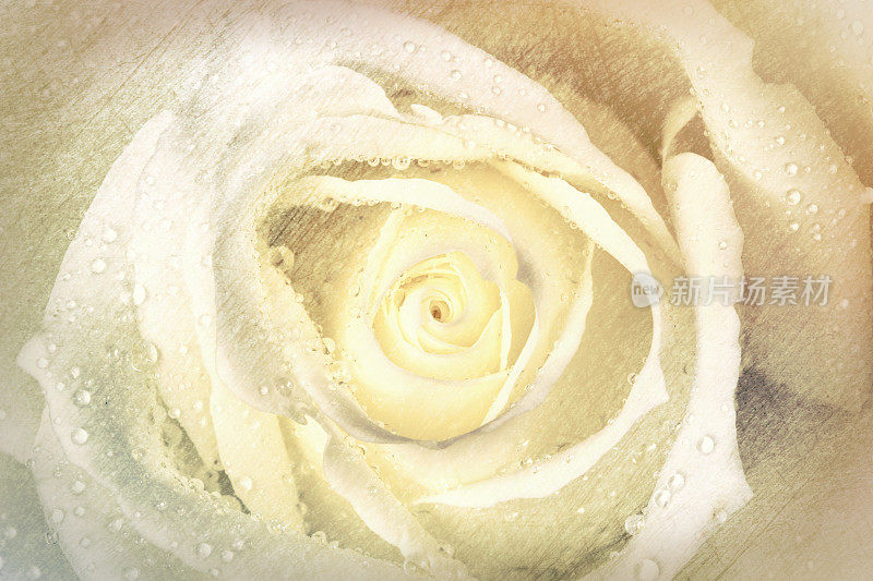玫瑰花在奶油白色近距离全框架与纹理