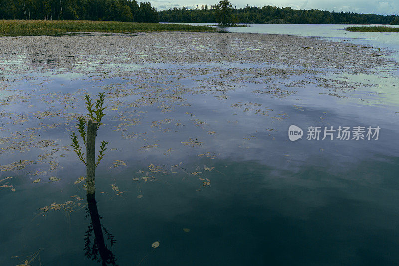 卡累利阿湖上盛开的树枝