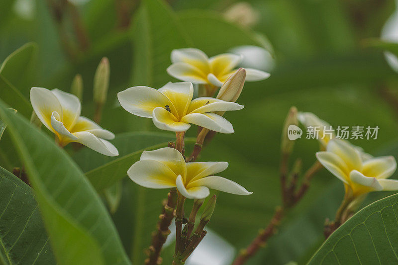 白鸡蛋花属热带花卉