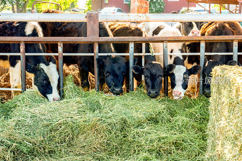 在犹他州农村的一个奶牛场，给一群奶牛喂食的时间