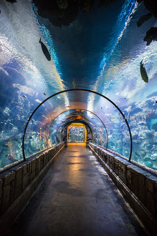 隧道内的水族馆有许多种类的鱼