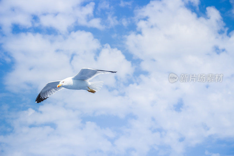 天空中的海鸥