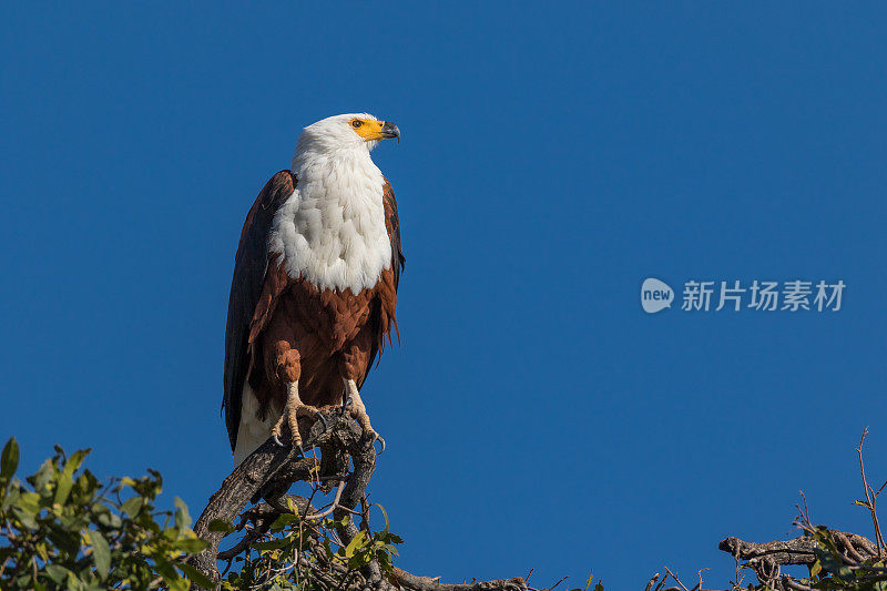 非洲鱼鹰