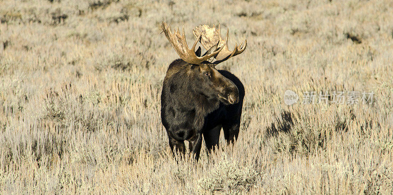 驼鹿(成年雄鹿)在美国怀俄明州的大提顿国家公园吃草