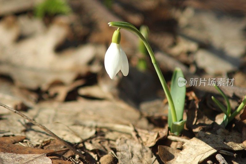 第一朵雪花莲花在二月底