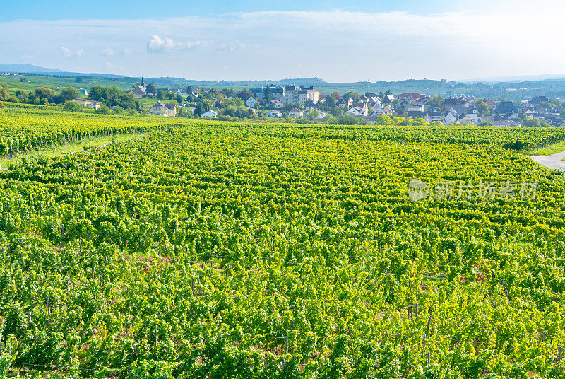 葡萄园在低森林纪念碑纪念碑Rüdesheim，德国