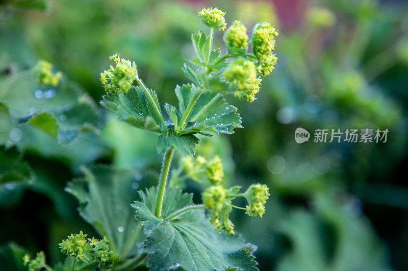 斗篷草鲜花