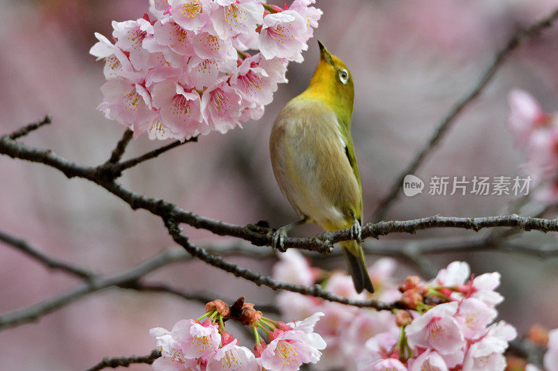 日本白眼睛享受吮吸樱花花蜜