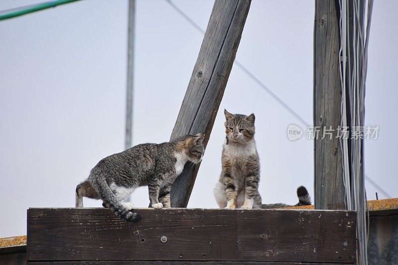 两只猫坐在一个篮球上