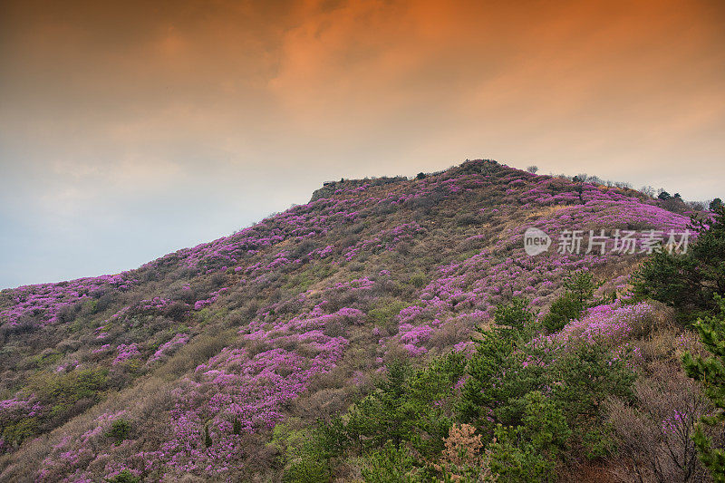 杜鹃花山上日出