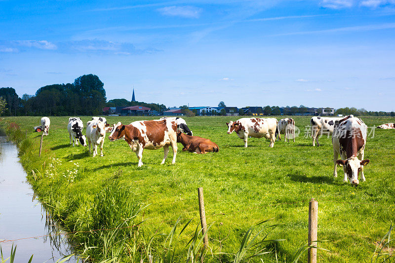 荷兰，弗里斯兰:弗里斯兰荷斯坦奶牛，绿色牧场，运河