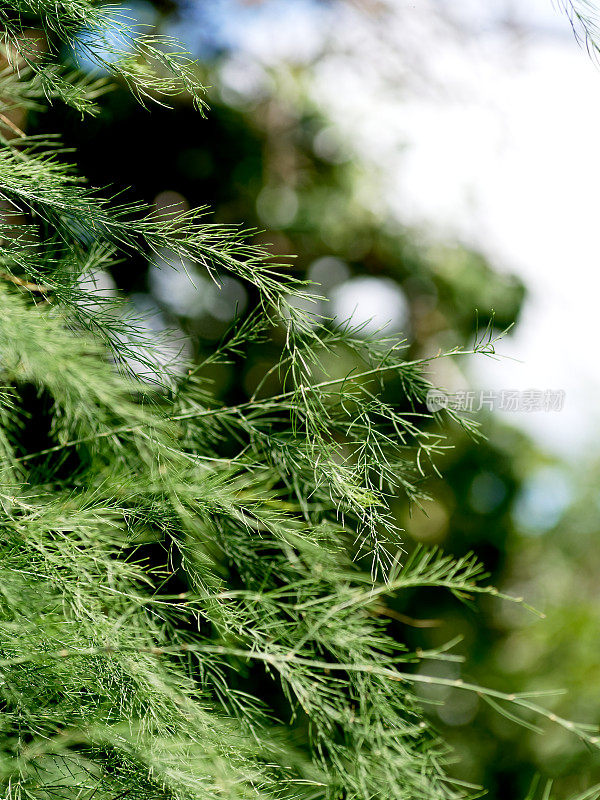 芦笋植株顶部