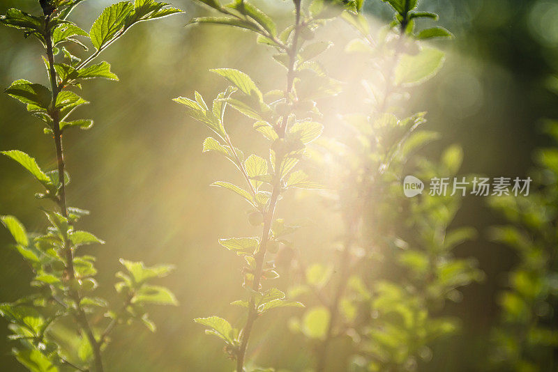 南京的一个花园里的樱桃，在明亮的背光与强烈的镜头光晕和艺术散景。