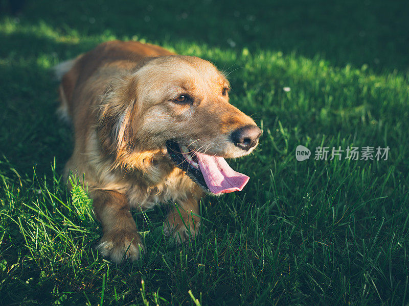 金毛猎犬