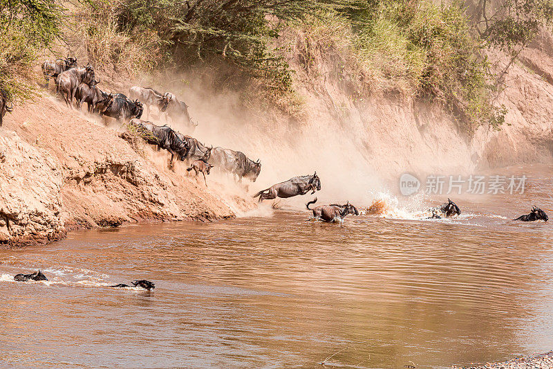 大迁徙中的牛羚——跳入水中