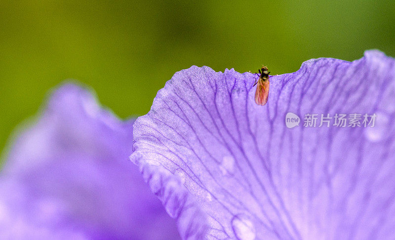 旗瓣鸢尾与雨滴