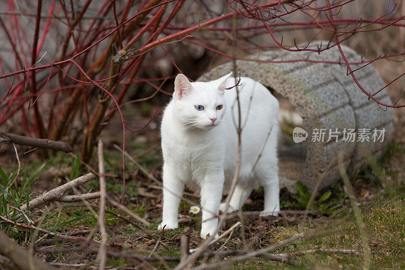 白猫站在花园里