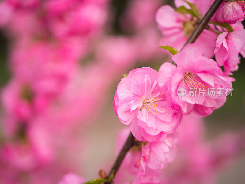 杏仁开花。