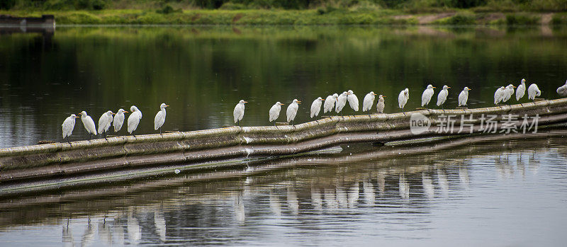 白鹭栖息在新南威尔士州农村的一个小镇污水处理厂的屏障上。