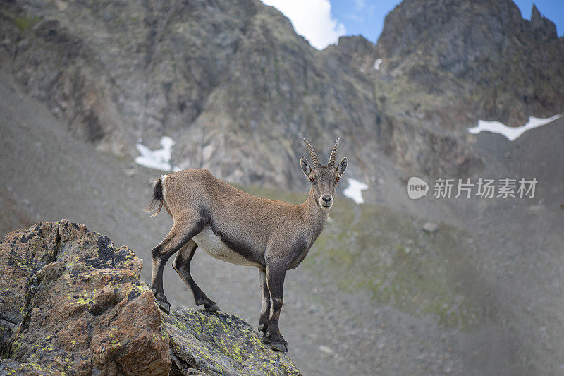 在她的环境中，法国山区的阿尔卑斯山母羊