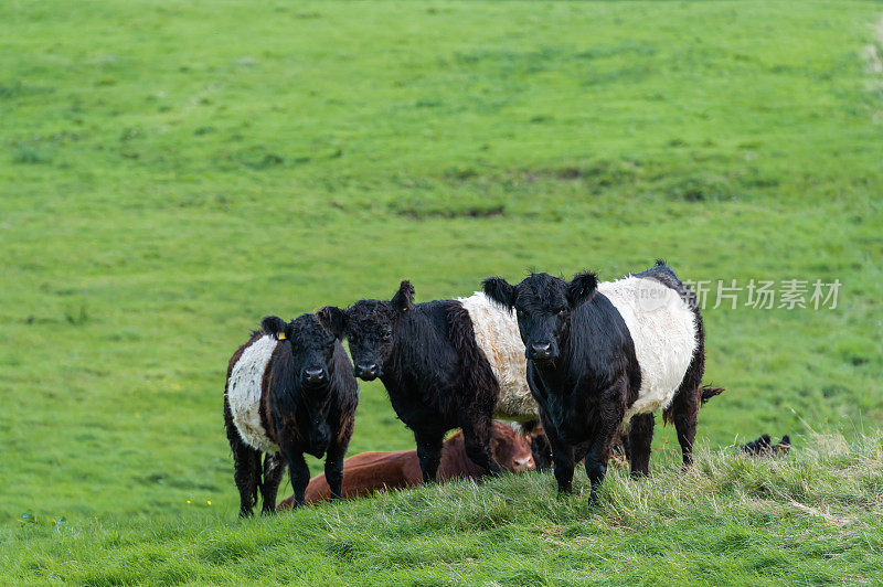 苏格兰田野里的肉牛