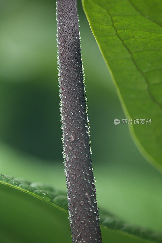 热带植物