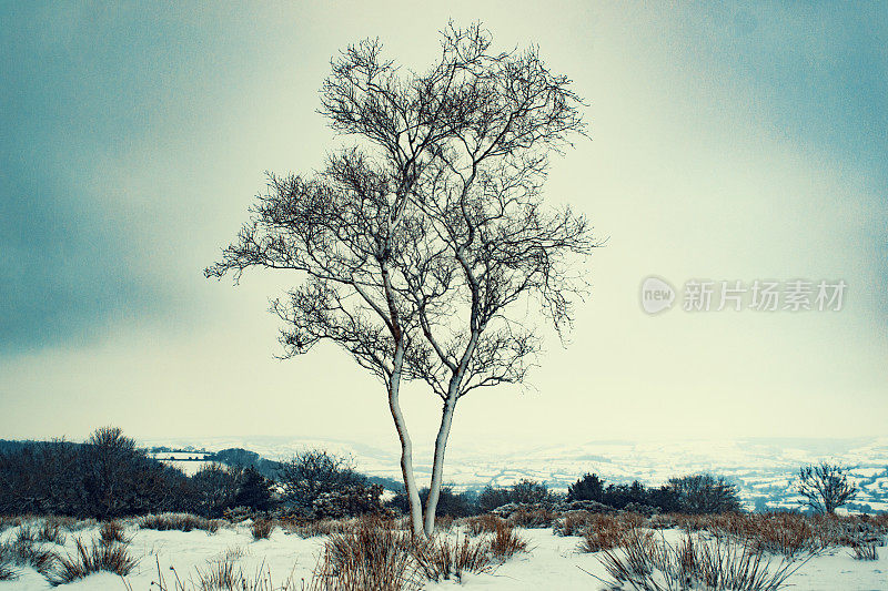 雪和黄昏中孤零零的一棵树