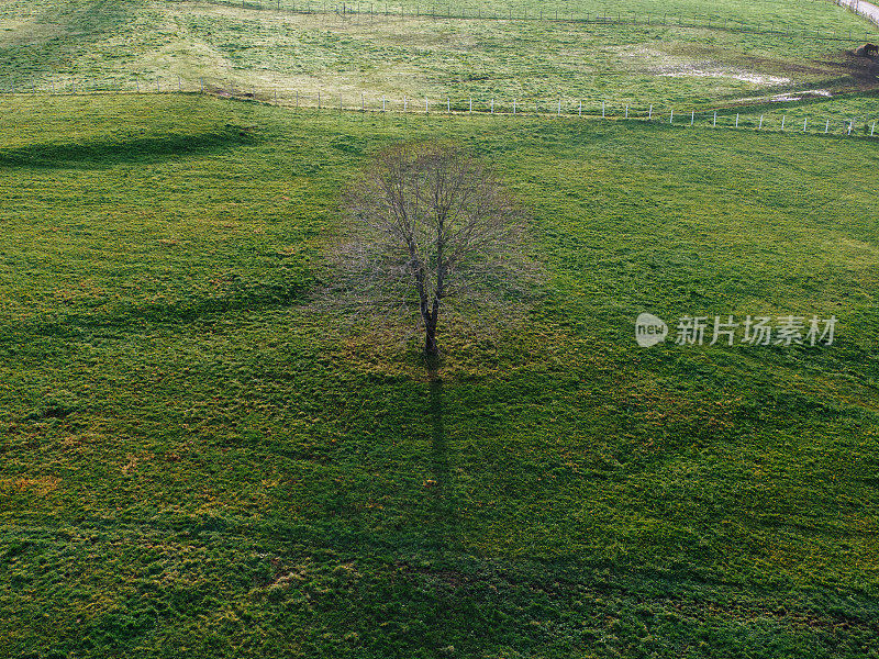 绿色草地上的一棵孤树