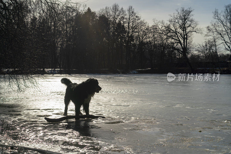 这是一只比利时山地犬，在初春阳光明媚的日子里，在结冰的湖面上玩耍。