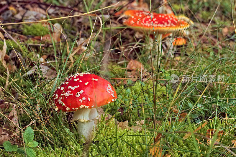 黑木耳蝇，鹅膏蝇，在草地上