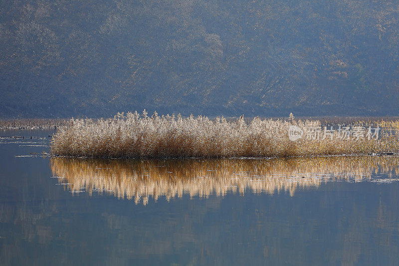 芦苇场