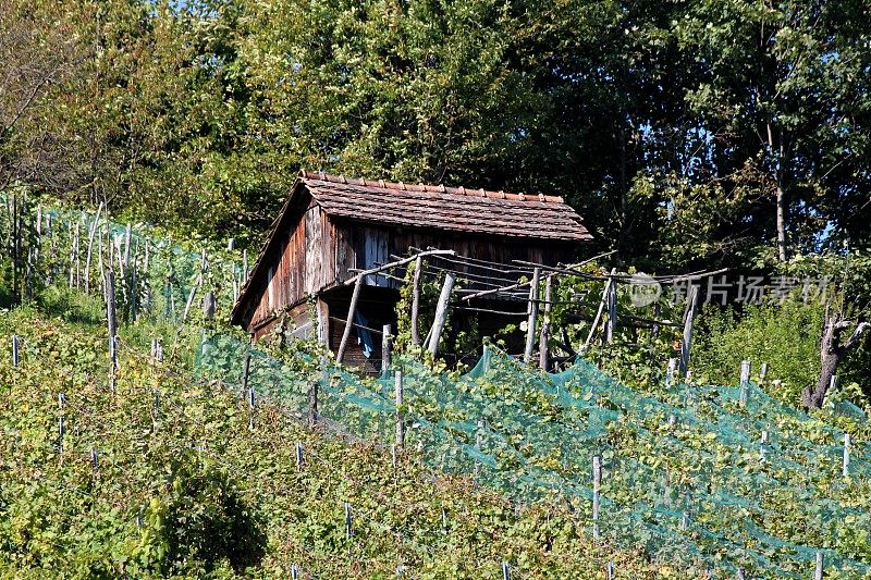 小山坡上的老木屋，破旧的木板，四周是用防护网覆盖的葡萄园