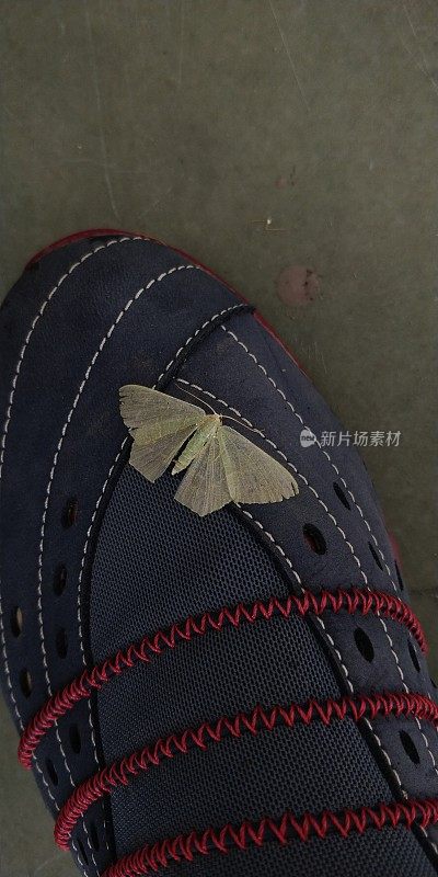 玛格丽塔蛾，俗称小翡翠，是尺蛾科的一种蛾子