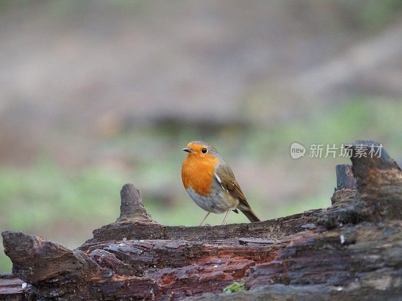 罗宾-红斑狼疮rubecula