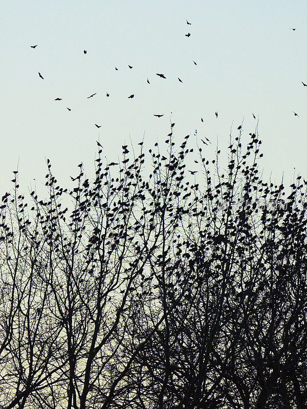 一大群椋鸟在栖息前聚集在树上