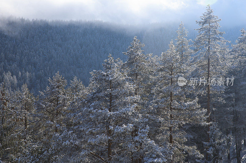 冬针叶林雪松。山顶的高山景观。阿尔卑斯山滑雪区。欧洲滑雪胜地。