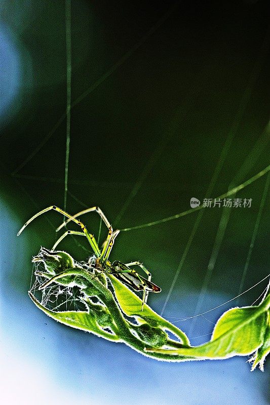 蜘蛛结蜘蛛网。