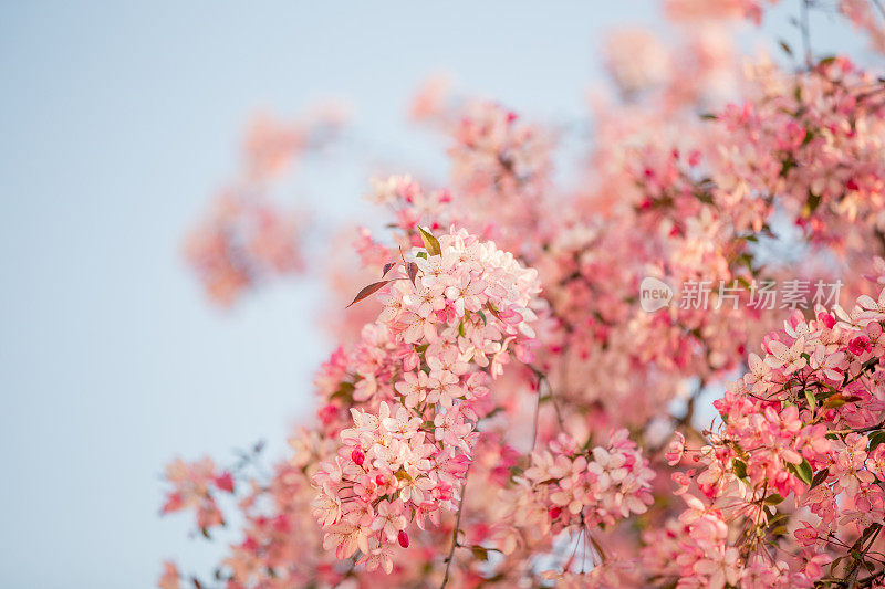 野生樱花