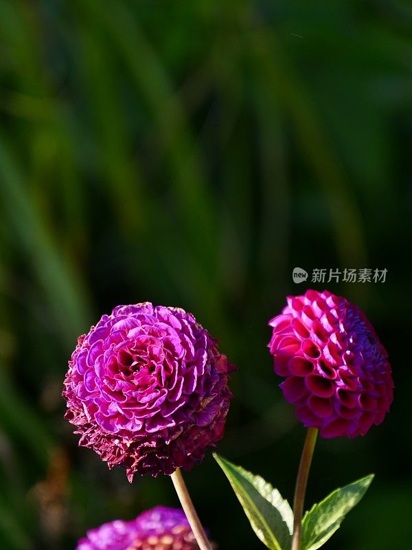 古老的围墙英国乡村别墅花园和分配与植物和鲜花