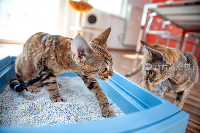 小猫教弟弟如何在猫砂箱里挖沙子-库存照片