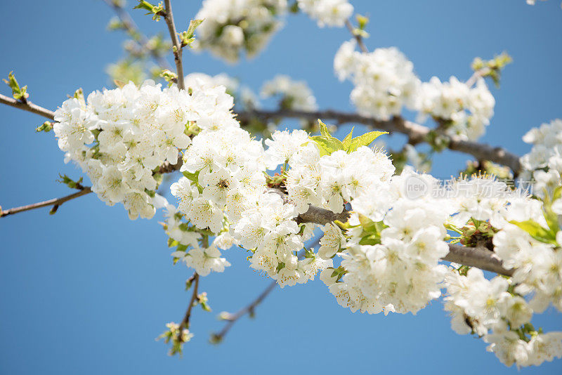 满枝樱花