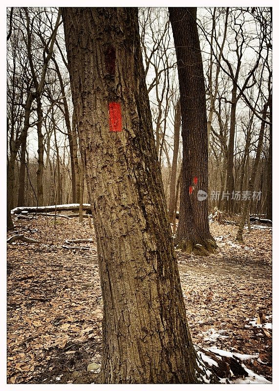 树林中树木的踪迹标记