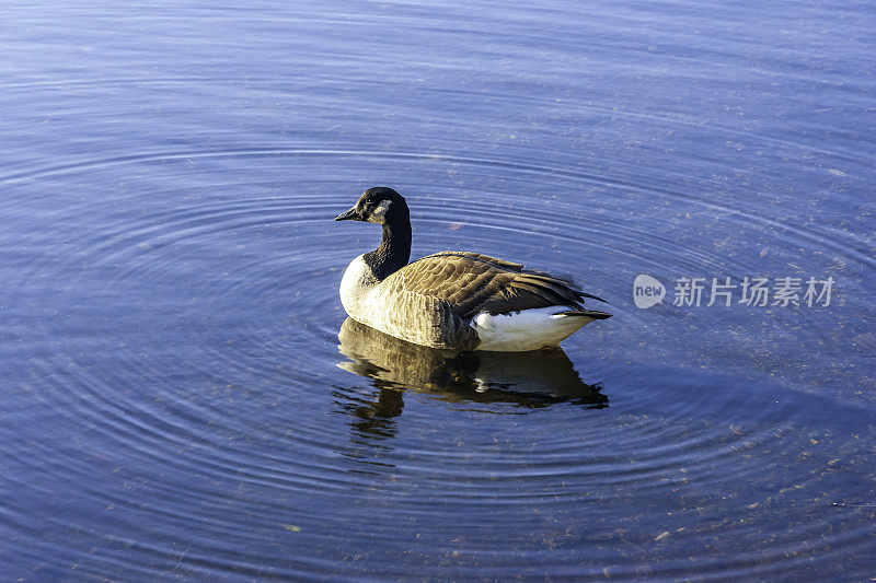 麻州波士顿一池塘上漂浮着的野鸭，泛起同心圆的涟漪