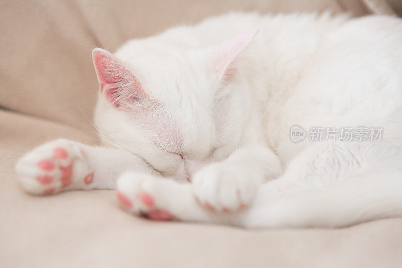 白猫躺在沙发上，眼睛闭着，头靠爪子躺着