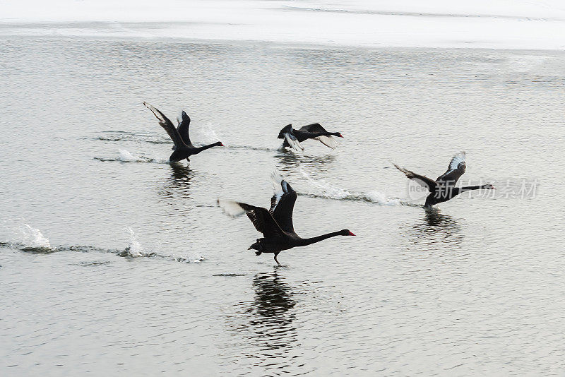 黑天鹅在冰雪中飞翔