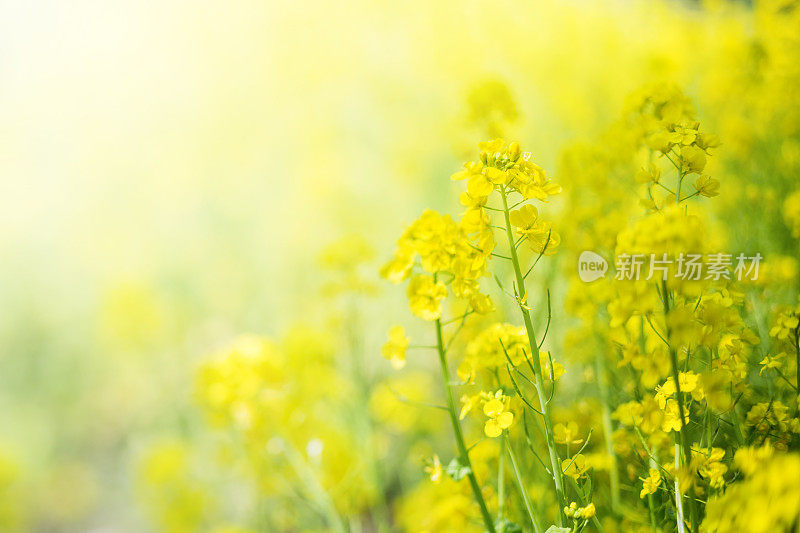 美丽的油菜花在春天