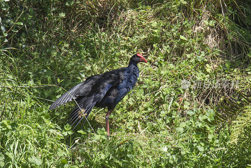 澳大拉西亚的Swamphen