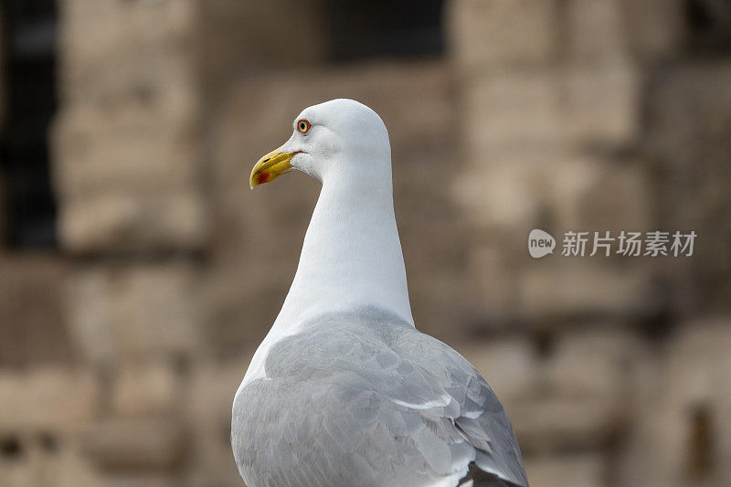 意大利罗马圆形大剧场里的海鸥