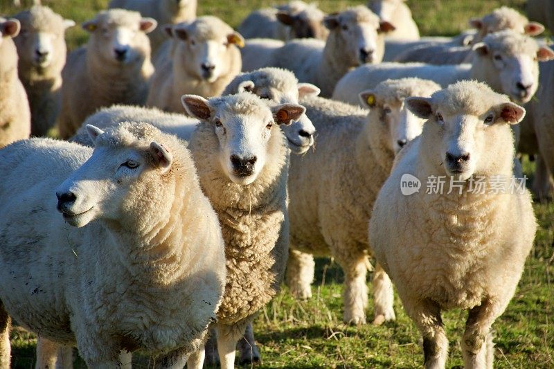 新西兰羊在田野里